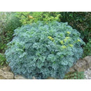 Kit de Sementes - Arruda + Lavanda + Alecrim