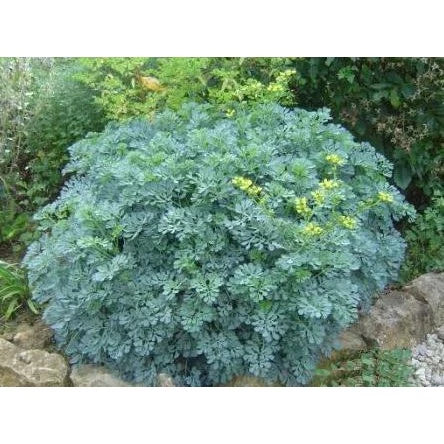 Kit de Sementes - Arruda + Lavanda + Alecrim