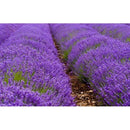 Kit de Sementes - Arruda + Lavanda + Alecrim