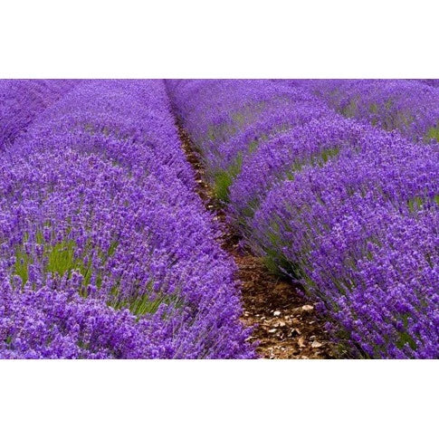 Kit de Sementes - Arruda + Lavanda + Alecrim