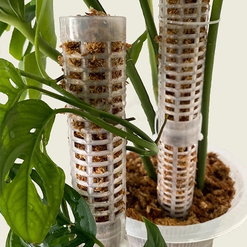 [Preço Por Atacado] Plantas De Apoio À Trepadeira/Planta Em Vaso Trep