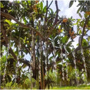 10pcs 30cmBird Ferramenta Repelente De Pássaros De Jardim À Prova De Vento , Dispositivo flash , Haste Espiral